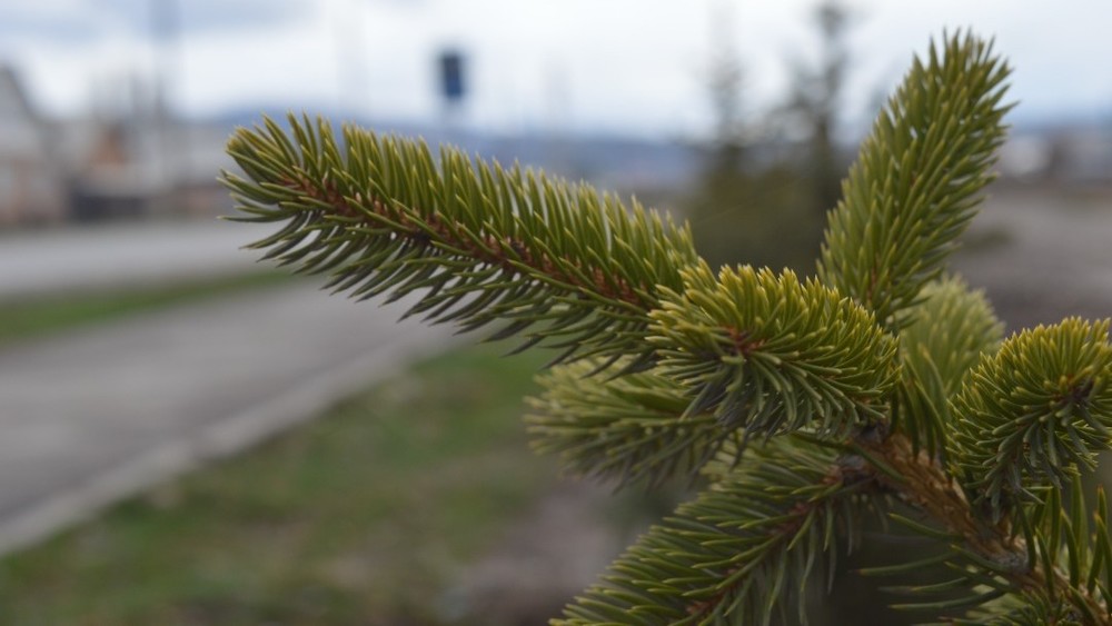 Ат-Башынын Сары-Тал жайлоосуна 62 миңден ашуун Тянь-Шань карагайы тигилди