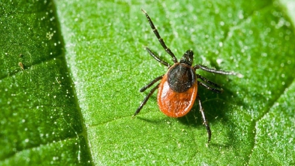 Жаратылышка чыкканда кенеден кантип коргонуу керек?