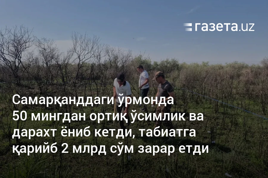 Самарқанддаги ўрмонда 50 мингдан ортиқ ўсимлик ва дарахт ёниб кетди, табиатга қарийб 2 млрд сўм зарар етди
