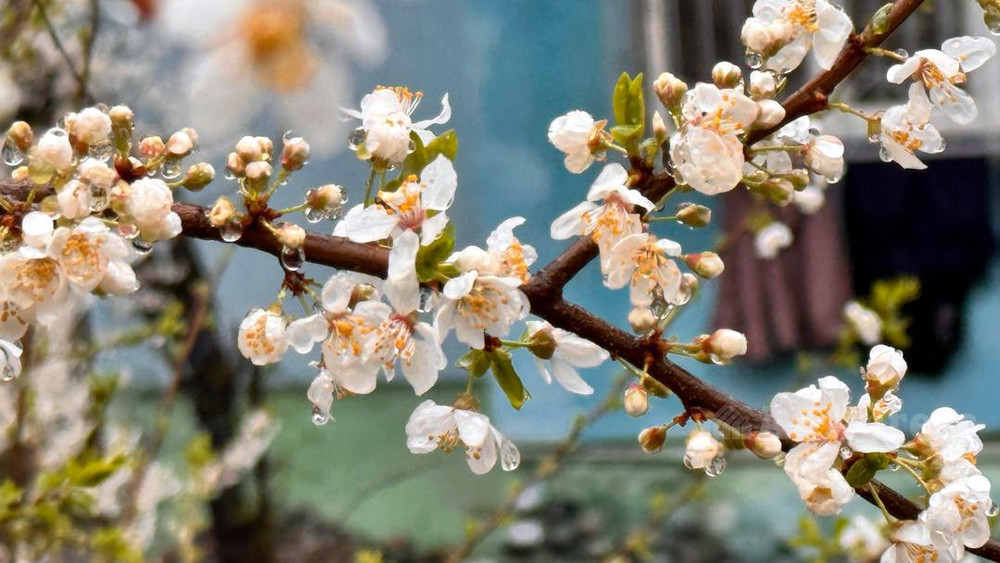 19-майга карата аба ырайы