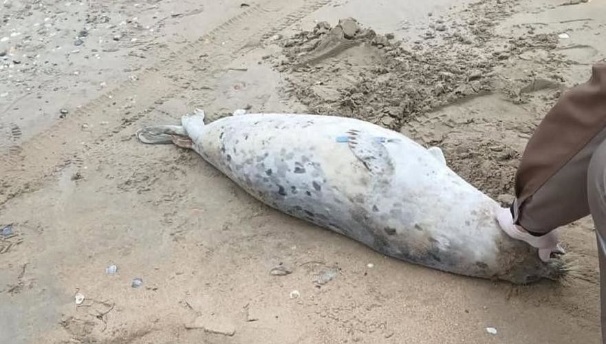Казакстанда Каспий деңизинин жээгинен 80ден ашык жансыз тюлень табылды