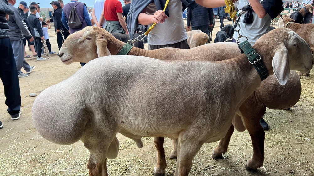 Жалал-Абадда баасы 10 миң долларга чейин чыккан кочкорлордун жармаңкеси өттү (видео)