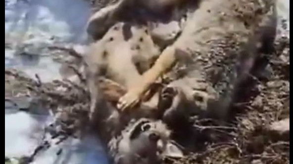 Кочкордо мергенчилер малчыларды тынчсыздандырып келген 2 жырткычты жок кылышты