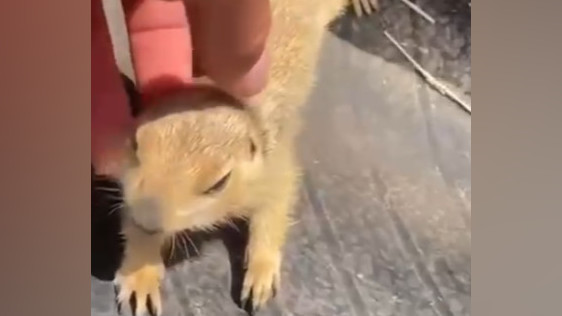 Таластык тургун талаадан өзгөчө сары чычканды видеого тартып алды