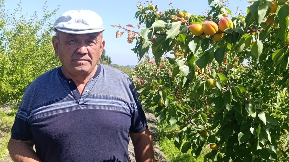 Баткендин эң ысык аймагында өрүк бышып, сатыкка чыга баштады