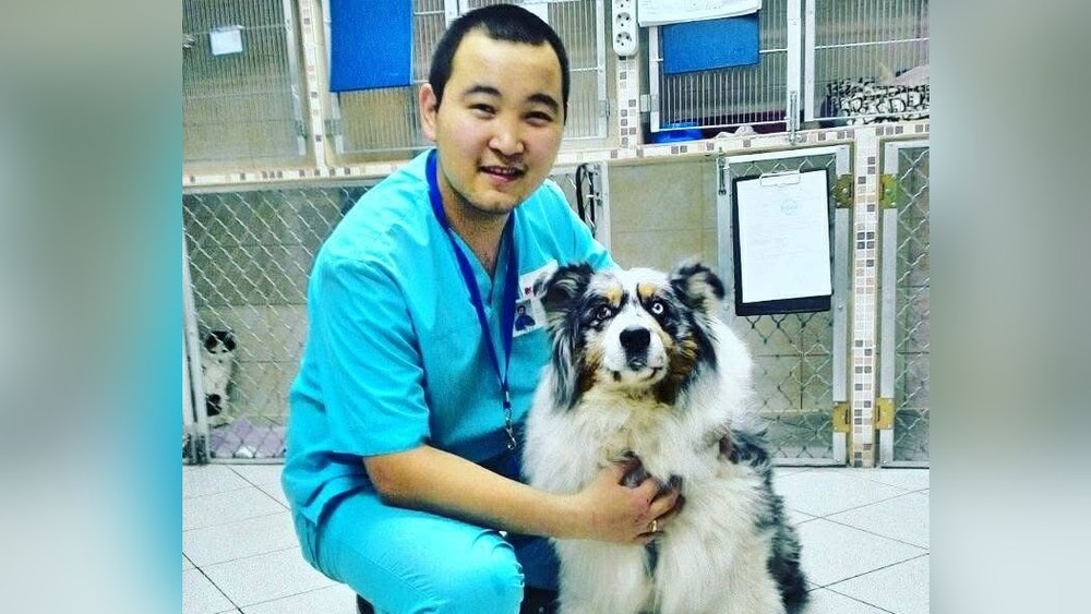 Мал доктур Ашим Мамажакып уулу чатырда операция жасап, жаныбарларга жардам берүүдө