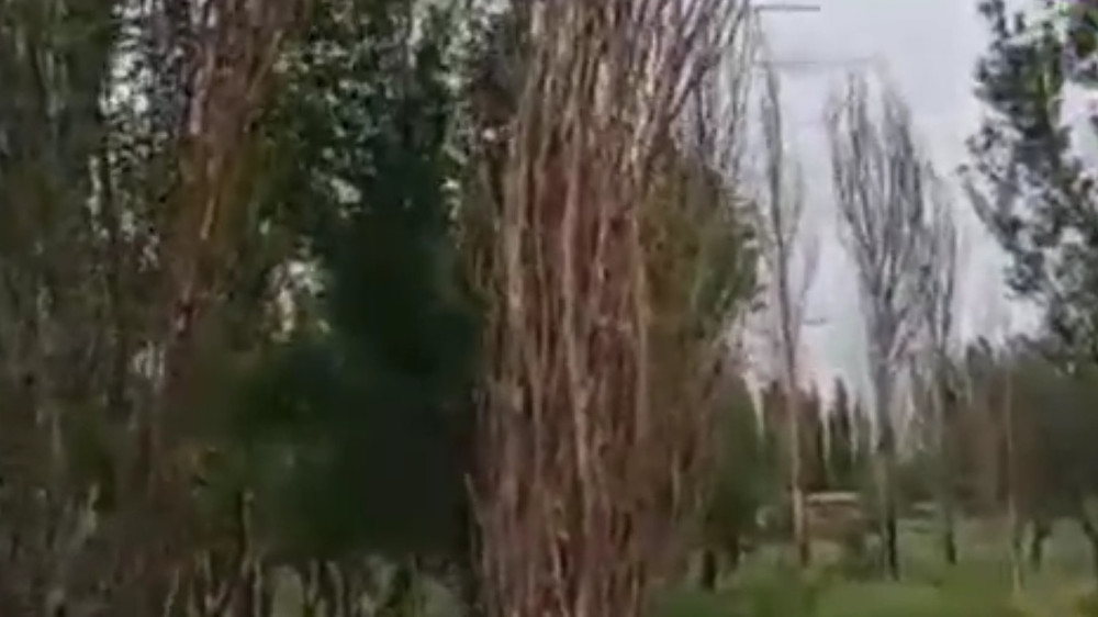 Кемин районундагы жол боюна 5 жыл мурун тигилген көчөттөр куурап жатат