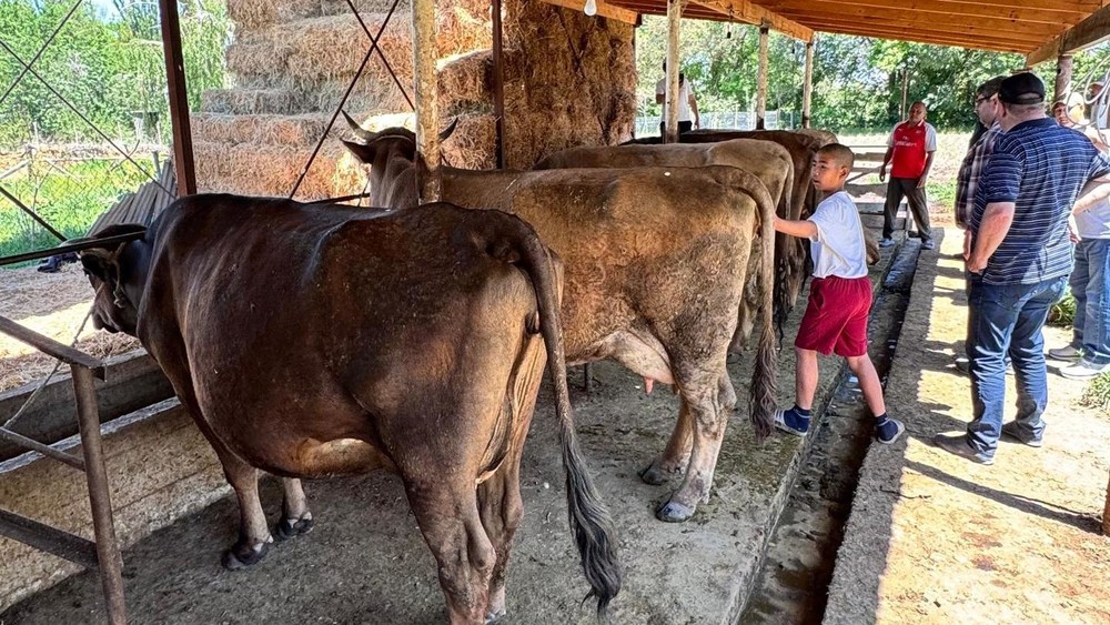 Нарзан айылынын тургундары эт жана сүт багытындагы швиц породасындагы уйларды багууга өтүштү