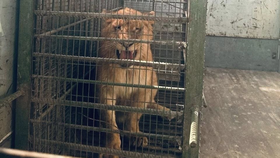 Кара-Суунун тургуну 8 айлык арстанды мыйзамсыз багып жүргөн