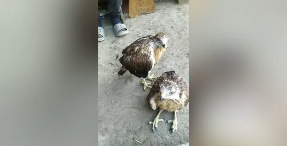 Таластагы өзөндөн жаман сарынын балапандары табылды