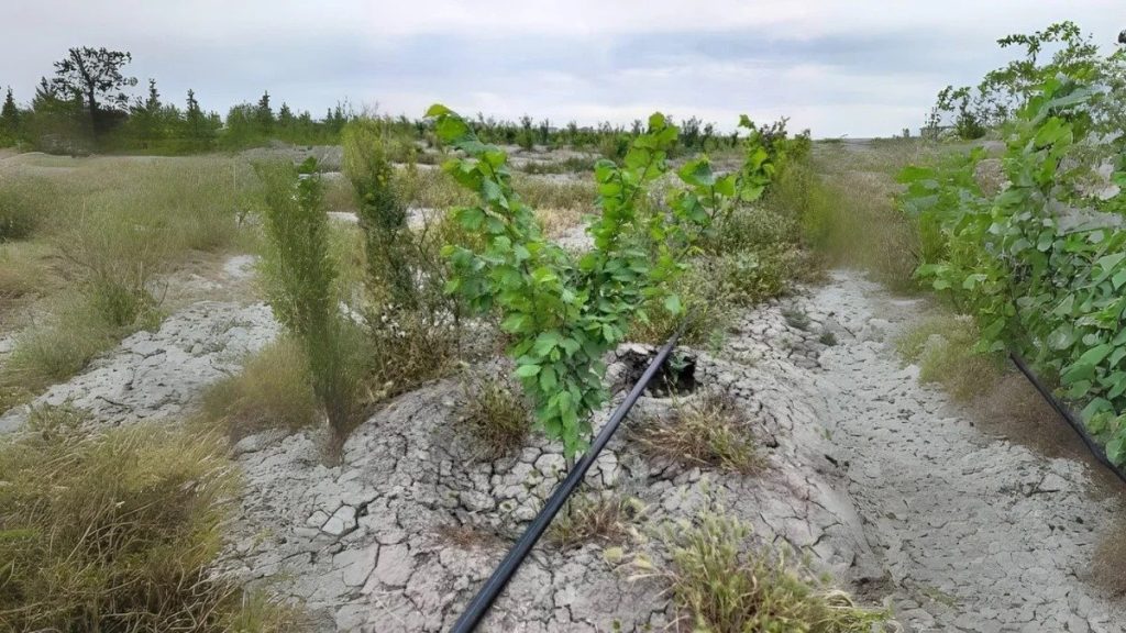 Восстановят ли природу нефтяные компании в Атырауской области