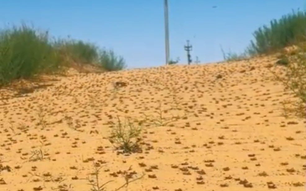 Нашествие саранчи в Кызылординской области: создан оперативный штаб