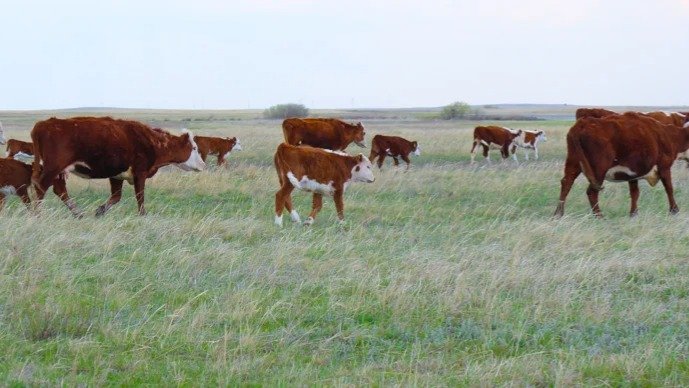 Порядка 190 скотокрадов задержано в Казахстане с начала года