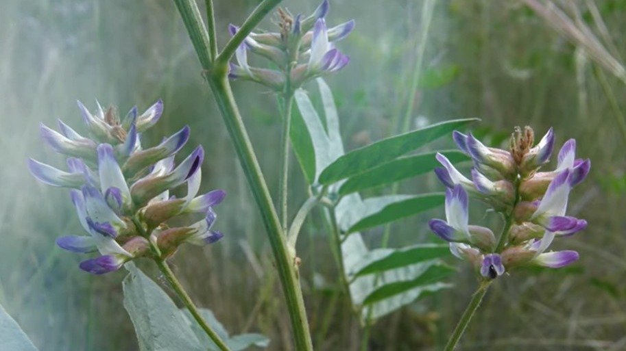 3 тысячи тонн лекарственного сырья импортировал Китай из Казахстана и Узбекистана