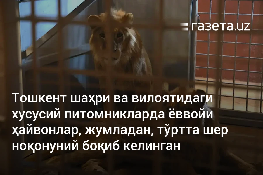 Тошкент шаҳри ва вилоятидаги хусусий питомникларда ёввойи ҳайвонлар, жумладан, тўртта шер ноқонуний боқиб келинган