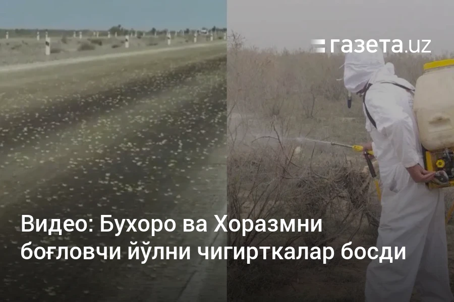 Бухоро ва Хоразмни боғловчи йўлни чигирткалар босди – Ўзбекистон янгиликлари – Газета.uz