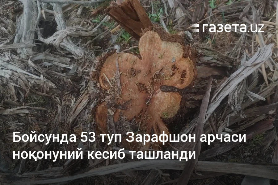 Бойсунда 53 туп Зарафшон арчаси ноқонуний кесиб ташланди