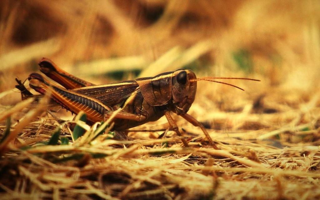 Минсельхоз заявил о некорректной статистике