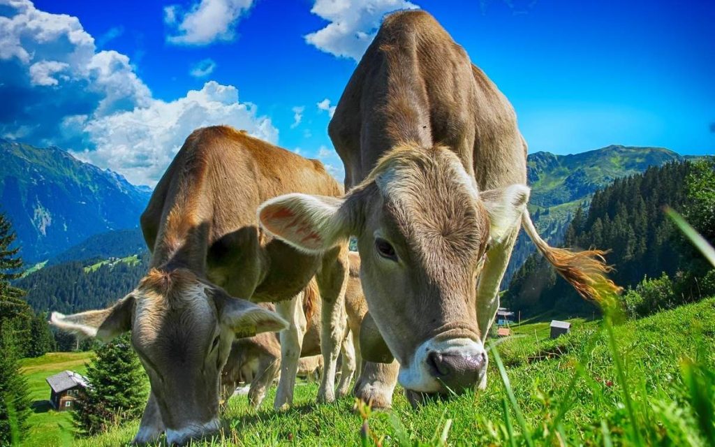 271 млн тенге субсидий украли в Туркестане