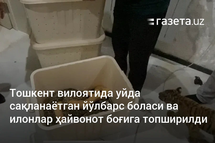 Тошкент вилоятида уйда сақланаётган йўлбарс боласи ва илонлар ҳайвонот боғига топширилди