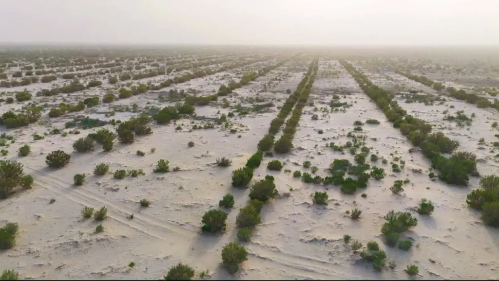 Казахстан: Озеленение дна Аральского моря достигло 1,2 млн гектаров Kazakhstan Says Aral Sea Bed Afforestation Has Reached 1.2 Million Hectares