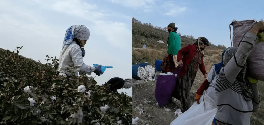 Түрікменстанда бала еңбегінің өсуі: ХЕҰ есебі ILO Reports Rise in Child Labor in Turkmenistan’s Cotton Fields