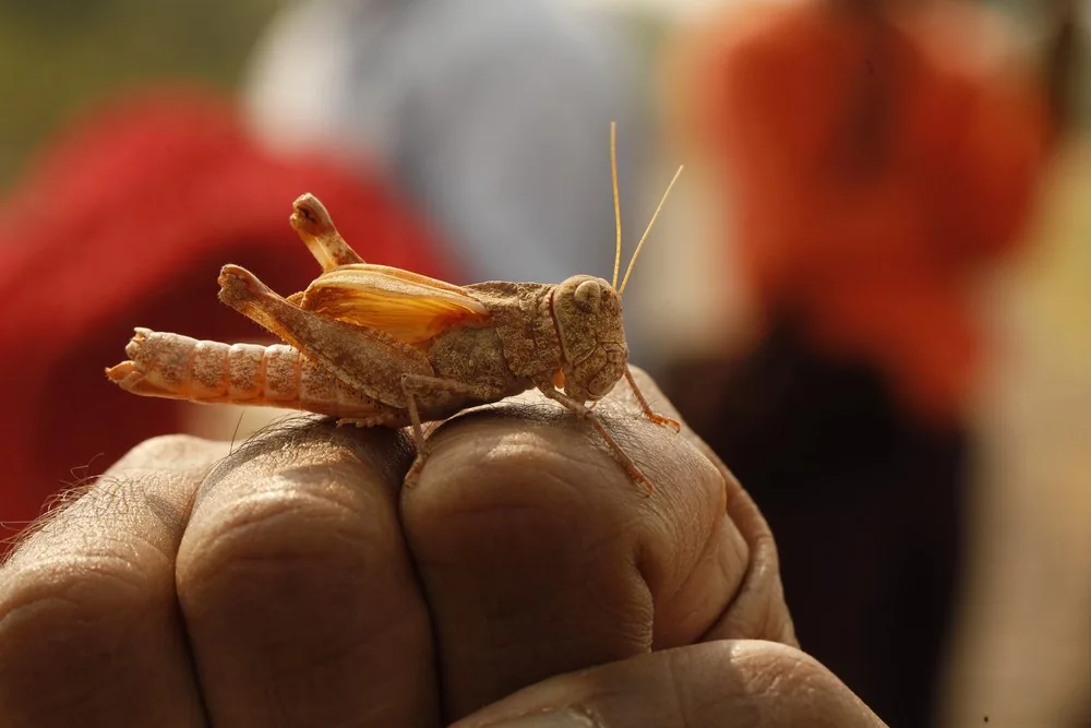 Казахстан и Китай тестируют биопрепарат против саранчи Kazakhstan and China Test Biological Locust Control Agent
