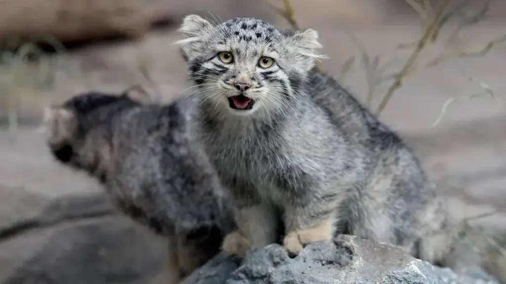 ‘Grumpy’ Pallas kittens go on display at Japan zoo