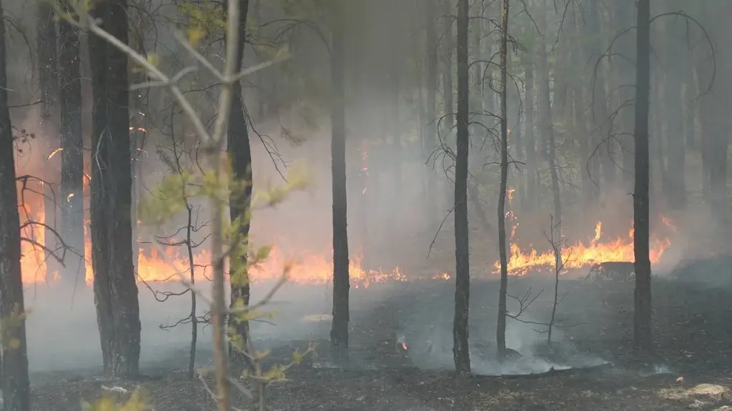 Пожар в Семей Орманы потушен, тление устраняют Open Flames Extinguished at Semey Ormany as Crews Tackle Hotspots