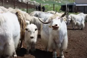 Қырғызстан ақ як тұқымын ресми тіркеді Kyrgyzstan Registers New White Yak Breed to Boost Mountain Livestock Farming