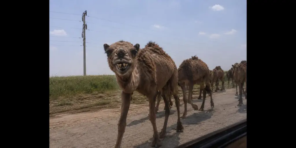 Camel Farming Expands Across Central Asia as Climate Pressures Mount