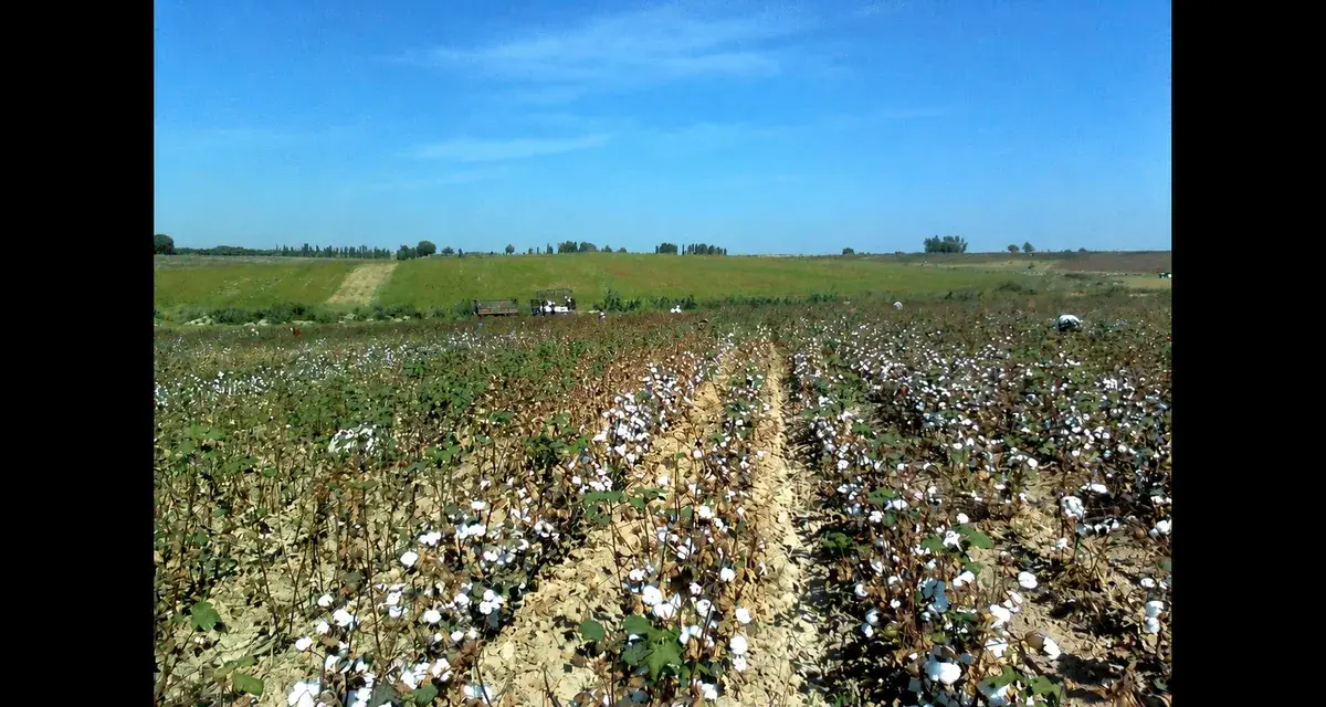 22 Uzbek Pupils Hospitalized After Cotton Field Spraying Near School