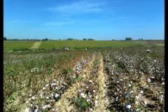 22 Uzbek Pupils Hospitalized After Cotton Field Spraying Near School