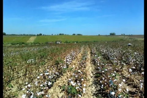 22 Uzbek Pupils Hospitalized After Cotton Field Spraying Near School