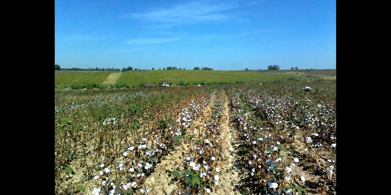 22 Uzbek Pupils Hospitalized After Cotton Field Spraying Near School