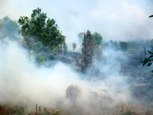 After the Fires: The 9 Million-Tree Plan to Restore Kazakhstan’s Forests