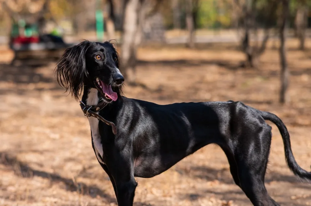 哈萨克斯坦首次庆祝猎犬与牧羊犬日 From Steppe Hunting to the World Dog Show: Kazakhstan Marks First Tazy and Tobet Day