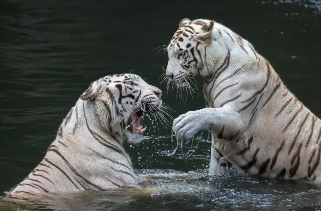 White Tiger Cubs Born at Ashgabat Zoo
