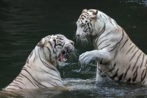 White Tiger Cubs Born at Ashgabat Zoo
