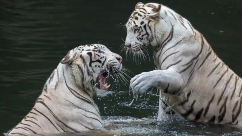 White Tiger Cubs Born at Ashgabat Zoo