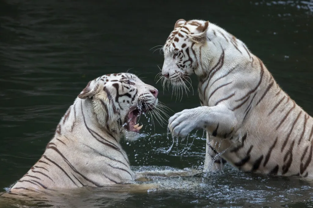 White Tiger Cubs Born at Ashgabat Zoo