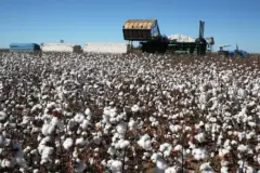 Uzbekistan Cotton Harvest Reaches 4.63 Million Tons as Water Losses Persist