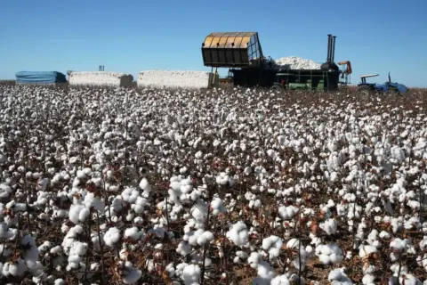 Uzbekistan Cotton Harvest Reaches 4.63 Million Tons as Water Losses Persist