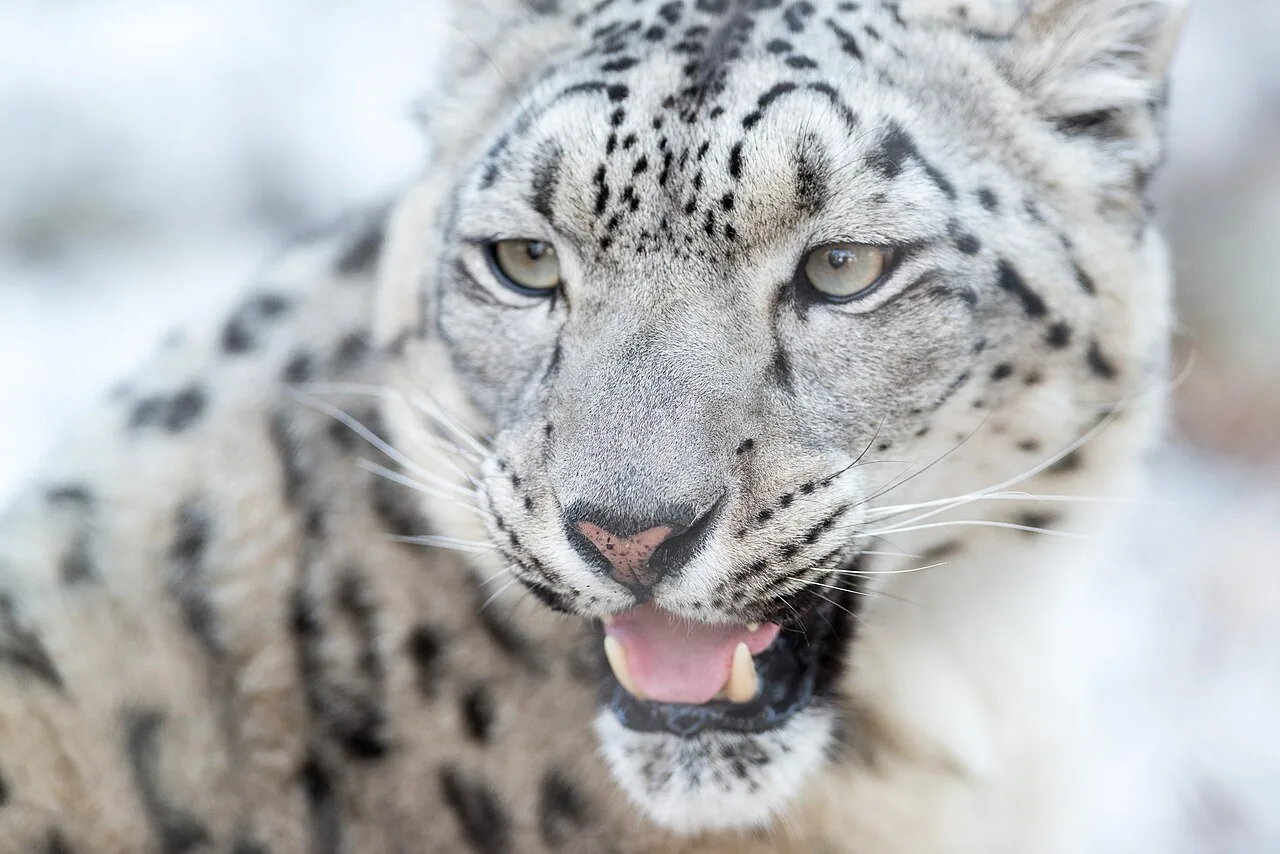 Kyrgyzstan Opens Snow Leopard Research and Rehabilitation Center