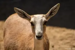 Comeback of Kazakhstan's saiga shows what ecosystem restoration can achieve