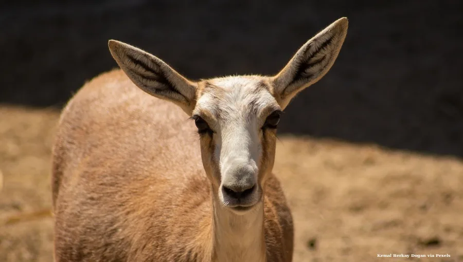 Comeback of Kazakhstan's saiga shows what ecosystem restoration can achieve