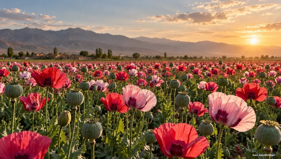 Afghanistan's opium crop quadruples as Taliban ban frays on the Tajik border
