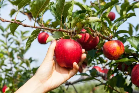 Kyrgyzstan Proposes Apple and Potato Import Ban to Protect Domestic Farmers